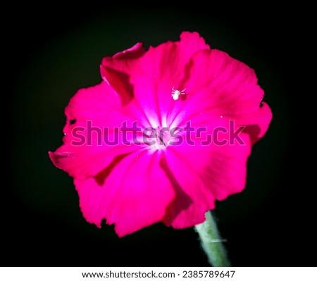 A macro picture of a blooming purple silene coronaria flower with a small white spider in a black background