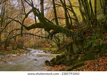 Vibrant landscape of a river in the forest during colorful autumn time