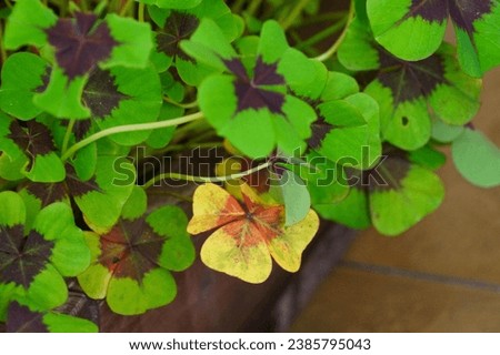 four leaf clover images. These pictures capture the essence of the Irish holiday, making them perfect for festive projects and themed designs
