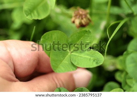 four leaf clover images. These pictures radiate a sense of luck and positivity, making them ideal for greeting cards, wallpapers, and more.
