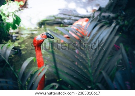 Flamingo among the plants in Key West Royalty-Free Stock Photo #2385810617