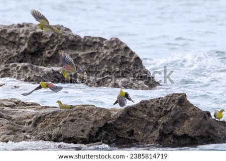 A flock of beautiful White-bellied Green Pigeon fly into the surf from the mountains to ingestion with minerals from the seawater.
It is designated as a natural monument by Kanagawa Prefecture.
At Ter