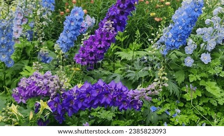 Colourful Delphinium flowers. Delphinium is in the family Ranunculaceae, known by the common name Larkspur.