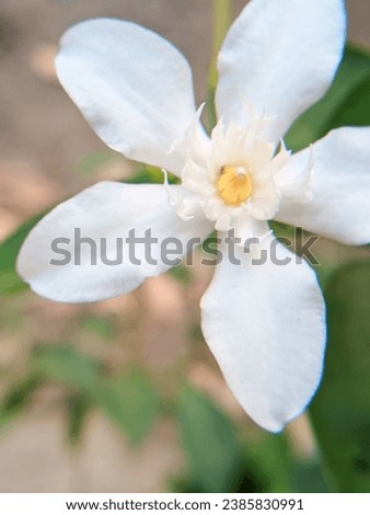 Snowflake of Winter Cherry flower (Wrightia antidysenterica)