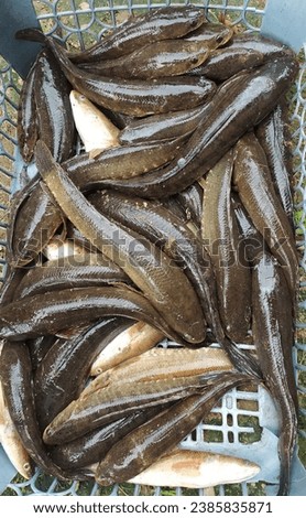 freshwater snakehead fish from Kalimantan rivers