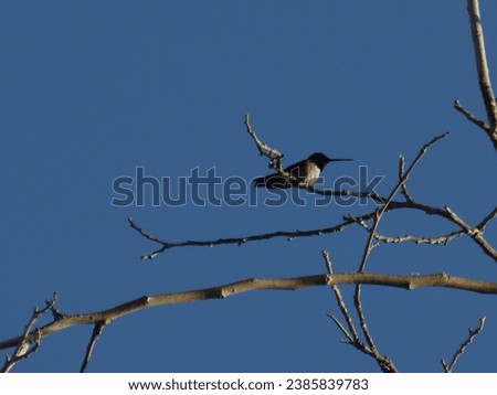 Hummingbird perched on a bare fall tree in Phoenix, Arizona. 