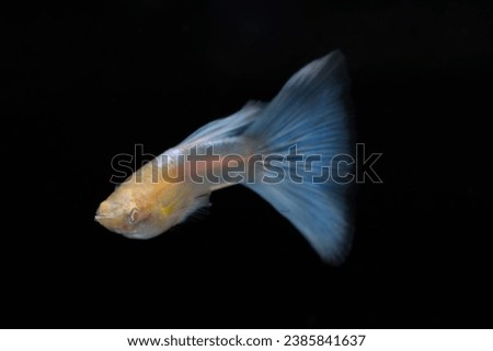 Male albino blue tail fancy guppy fish (Poecilia reticulata) isolated on black background.