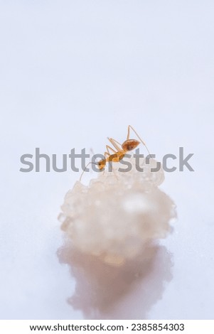 Macro photo of red ant. Ants eating sugar close up. Insect macro photography.