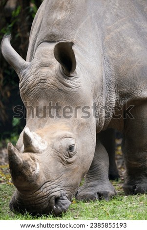 The white rhino is also known as the Square-lipped rhino