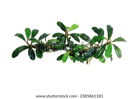 Dark leaves of Bucephalandra Brownie Phantom clump, the small leaves aquarium plants isolated on white background with clipping path