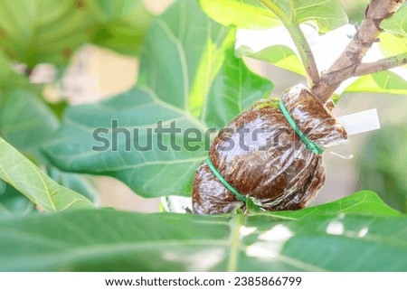 Propagating Fiddle Leaf Fig. Grafting tree plant on Fiddle Leaf Fig or Ficus lyrata branch Royalty-Free Stock Photo #2385866799