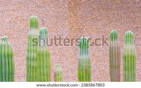 High section of beautiful Tall Saguaro Cactus group in front of pebble stone wall decoration in gardening area at public park Royalty-Free Stock Photo #2385867803