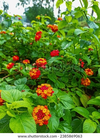 Beautiful orange and red flower petals in the lush green leaf background