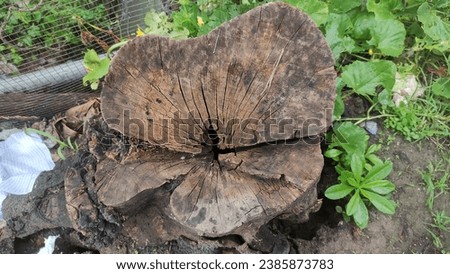 Old tree stump with cracked annual rings, beautiful texture.