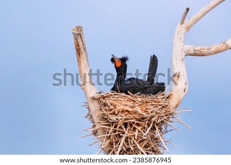Double-crested cormorant (Phalacrocorax auritus) sitting on a nest, Colorado Royalty-Free Stock Photo #2385876945