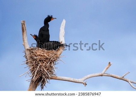 Double-crested cormorants (Phalacrocorax auritus) sitting on a nest, Colorado Royalty-Free Stock Photo #2385876947