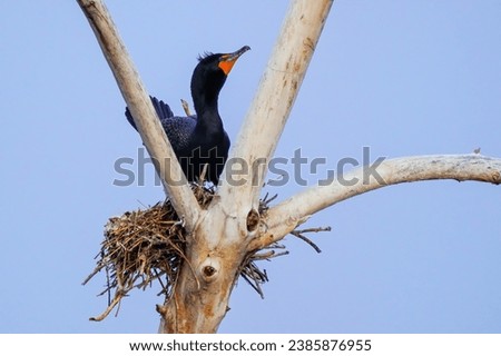 Double-crested cormorant (Phalacrocorax auritus) sitting on a nest, Colorado Royalty-Free Stock Photo #2385876955