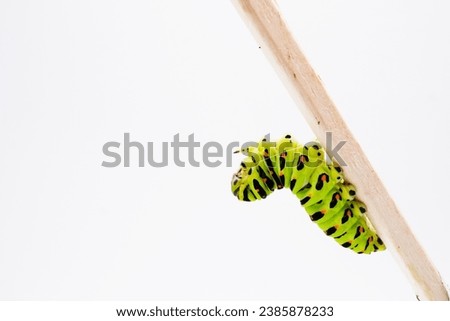 Terminal instar larva of Yellow swallowtail butterfly, which is repeatedly banded over a white background to increase its strength