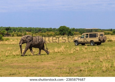 Tourists in SUV car watching and taking photos of african elephant in Serengeti national park, Tanzania. African safari Royalty-Free Stock Photo #2385879687