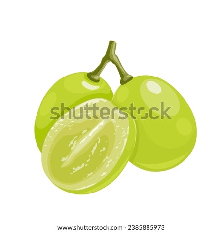 Vector illustration, muscat grapes, isolated white background. Royalty-Free Stock Photo #2385885973