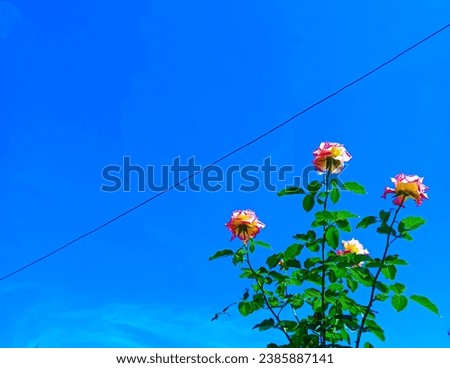 yellow roses with red gradations with a beautiful view of the blue sky