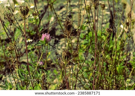 Abstract front view photo of tall grass on a sunny day. Clover flower in purple color. Tall grass, blurred background.