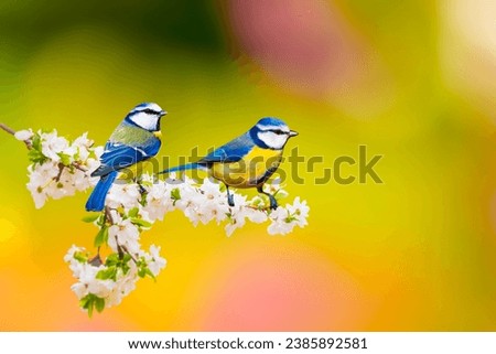 Cute birds in a tree with spring flowers in bloom. White green nature background. Eurasian Blue Tit. Cyanistes caeruleus.