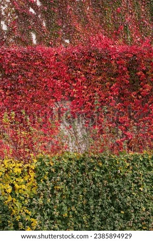 Red, yellow and green autumn leaves on the wall, background. Red leaves of maiden grapes, autumn colors. Wall of old house or mansion is overgrown with ivy. Fall season, October, November. 