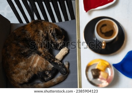 Brown Cat and Turkish Coffee Photo, Uskudar Istanbul, Turkiye (Turkey)