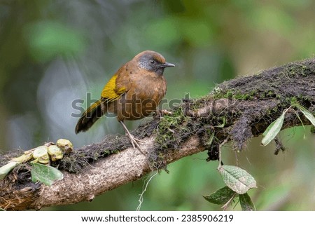 chestnut crowned laughingthrush from Darjeeling, India Royalty-Free Stock Photo #2385906219