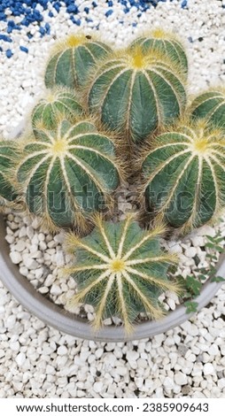 Parodia magnifica, often called the "Magnificent Ball Cactus," lives up to its name with its captivating beauty. This small, globular cactus showcases a striking appearance, characterized by vibrant g