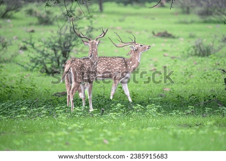 A pair of spotted deer stags in the forest of Ranthambore.