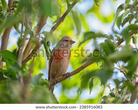 Common linnet in the tree 
