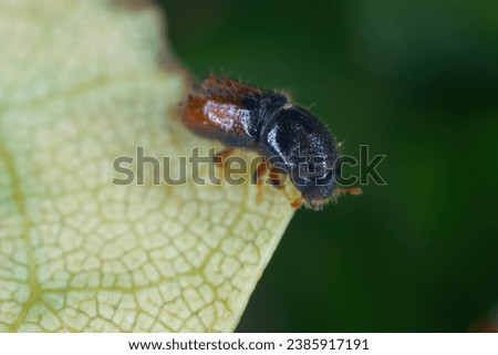 Six toothed spruce bark beetle (Pityogenes chalcographus), Scolytidae, Scolytinae. Royalty-Free Stock Photo #2385917191
