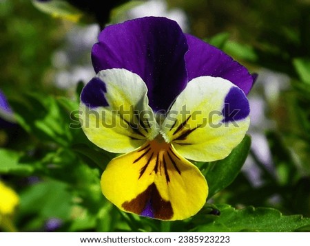 Vibrant purple pansies in full bloom on a summer day. Purple pansy flower in the garden. 