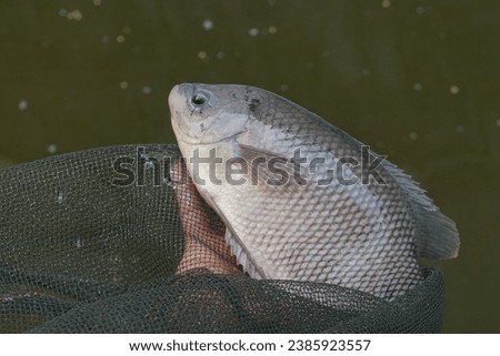 Close up of gourami fish in a net, freshly caught from a farmer's pond in Tasikmalaya West Java still growing, bokeh background of pond water.
