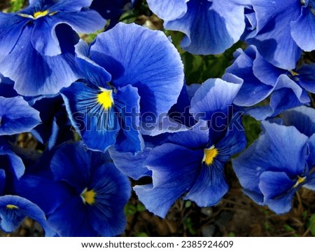 Vibrant purple pansies in full bloom on a summer day. Purple pansy flower in the garden.  Royalty-Free Stock Photo #2385924609