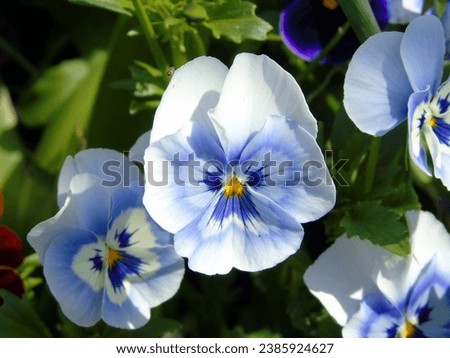 Vibrant purple pansies in full bloom on a summer day. Purple pansy flower in the garden. 