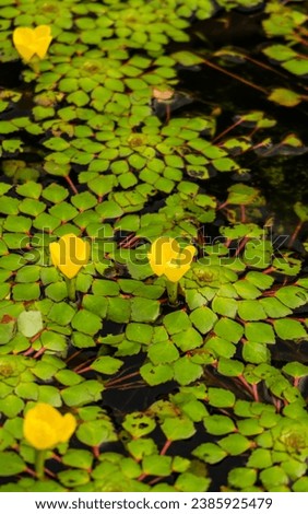 Flowers of marsh-marigold Caltha palustris Royalty-Free Stock Photo #2385925479