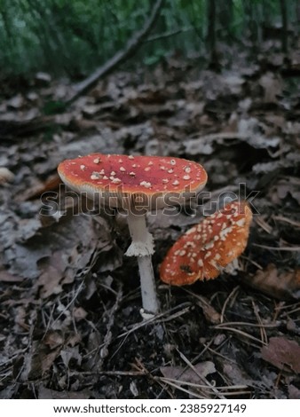The typical autumn picture; a fly agaric red with white dots