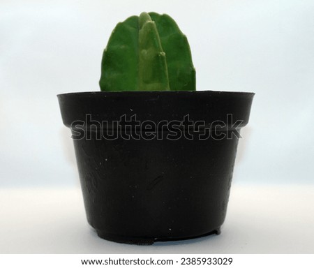 Cactus in black pot isolated on white background. (Cactus)