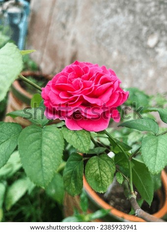 Pink kate rose in my garden Royalty-Free Stock Photo #2385933941