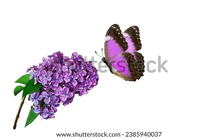 blossoming lilac branch and butterfly. bright purple morpho butterfly on lilac flowers in water drops isolated on white.  Royalty-Free Stock Photo #2385940037