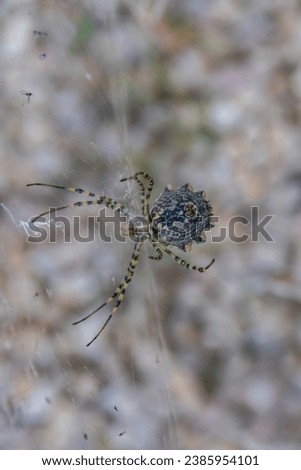 Picture from below of female argiope lobata on her web. Machophorography of lobed argiope with defocused garden in the background.