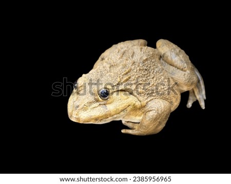 Toad, bullfrog or frog, amphibian background