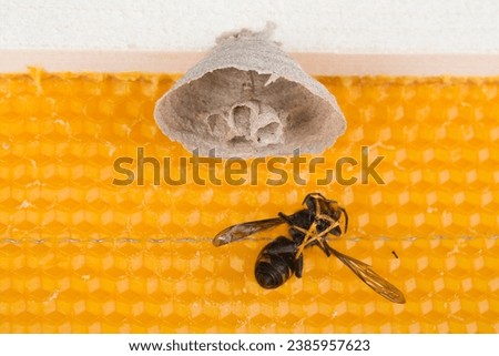 Macro picture of Asian hornets begin of nest on a new yellow frame of beehive, with one dead hornet close to the nest. They are responsible of death of bees colony. Disaster for nature wild life