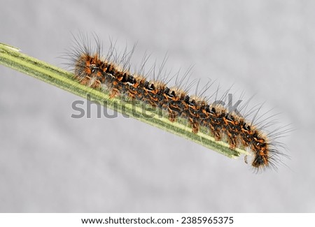 Macro photograph of a caterpillar of Euthrix potatoria (also called the drinker) is an orange-brown moth of the family Lasiocampidae.