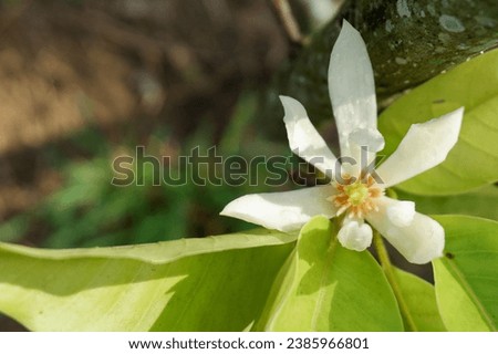 White Champaka (scientific name Michelia alba DC.) family Magnoliaceae, perennial plant with fragrant flowers.