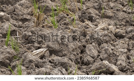 dry, clay fields with new plants growing in between