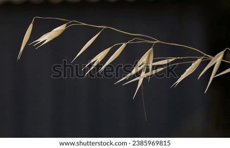 yellow garden wild oat against a dark background Royalty-Free Stock Photo #2385969815